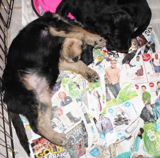 Two pups playing near the bowl