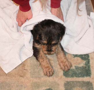 An Airedale terrier puppy being dried with a white towel