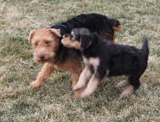 Two Airedale terriers playing outside