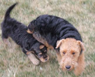 Two Airedale terriers playing and running outside