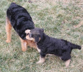 Two Airedale terriers playing outside 2