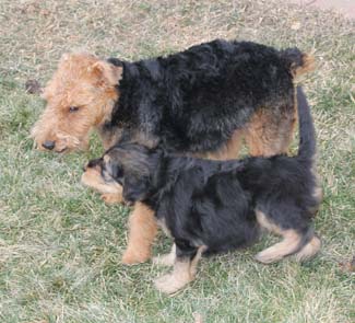 Two Airedale terriers walking on the grass