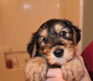 An Airedale terrier puppy