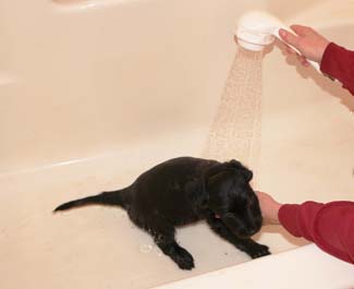 Bathing the black Airedale terrier puppy