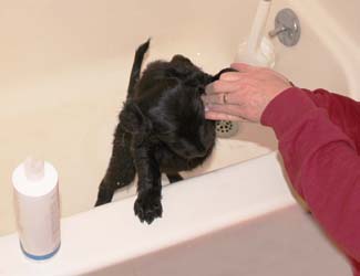 A black puppy taking a bath