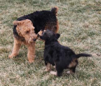 An Airedale terrier dog playing with its puppy on the grass