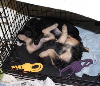 The Airedale puppies playing inside their cage