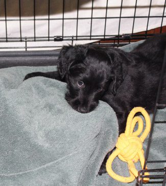 A black Airedale puppy biting a gray towel