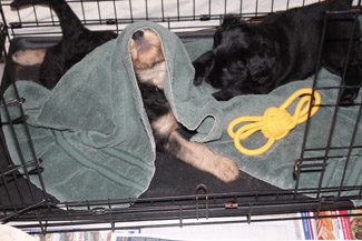 The two puppies playing with their gray towel