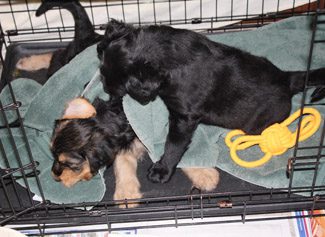 The two puppies playing with their gray towel 2