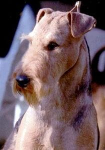 A close-up of a light brown airedale terrier looking to the side.
