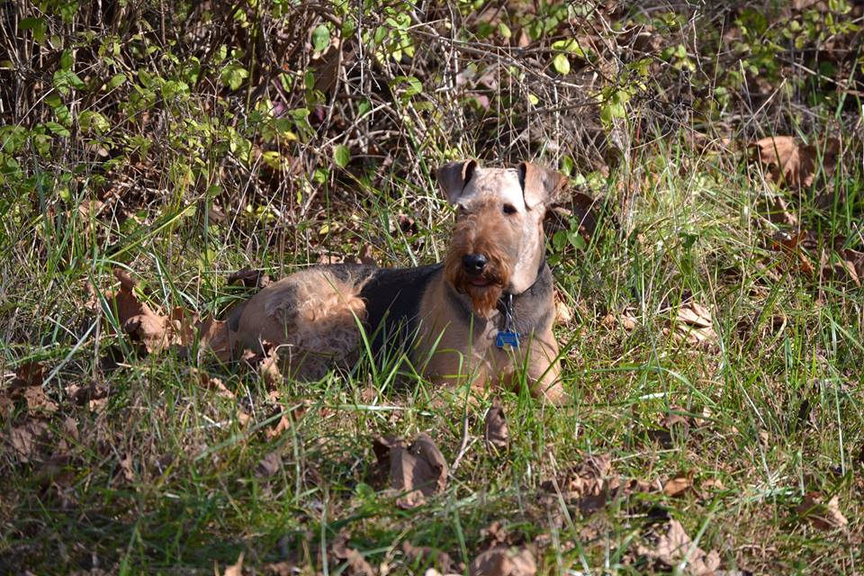 Logan lying down on grass