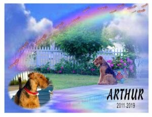 An Airedale terrier sitting on a wooden porch and an edited background of rainbow and bacons