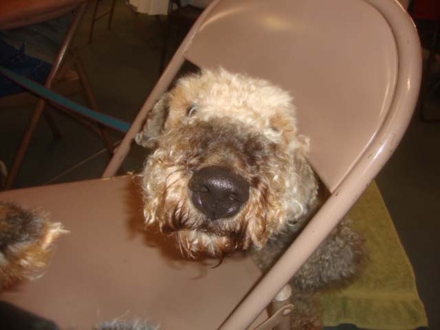 Brodie putting his head through a chair