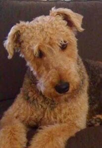 An Airedale terrier (Chelsea)