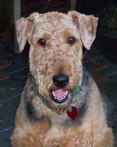 Close-up of a smiling airedale terrier with a green collar, sitting on a patio.