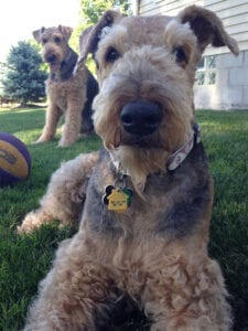 Cody: An Airedale terrier wearing a house dog collar and another terrier behind