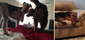 Two images of an airedale terrier: left shows the dog standing on a bed, right shows it lying comfortably on a sofa.