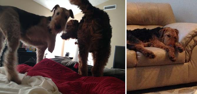 Two images of an airedale terrier: left shows the dog standing on a bed, right shows it lying comfortably on a sofa.