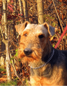 An Airedale terrier with a chain dog collar