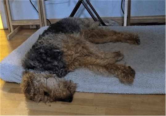 Dira lying down on the carpet