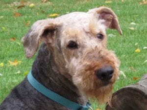 An Airedale terrier with blue collar (Duke)