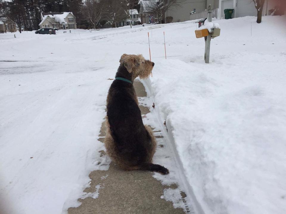 Duke enjoying the snow while sitting on a pathway