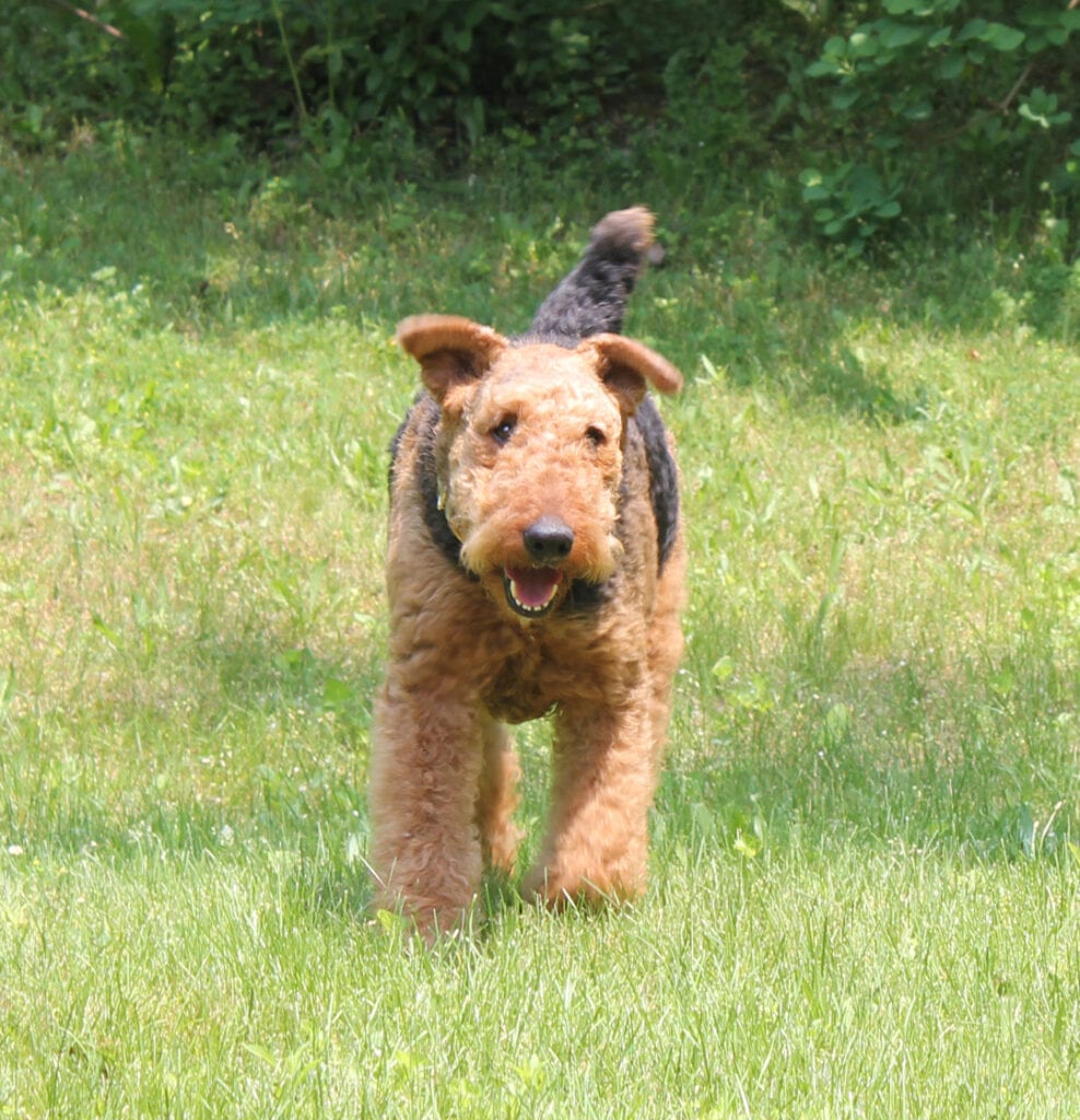 Elliot happily walking