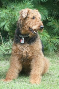 An Airedale terrier with a dog collar, smiling in a garden