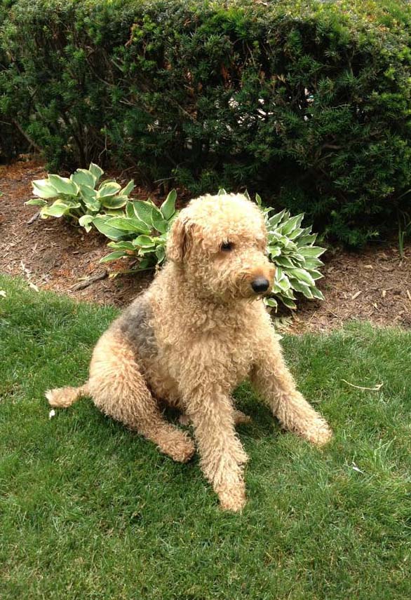 Elvis sitting on grass next to a hedge