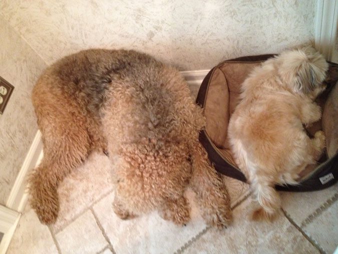 Elvis lying down next to another pet