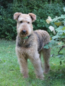 Airedale terrier standing on grass with bushes in the background, looking at the camera.