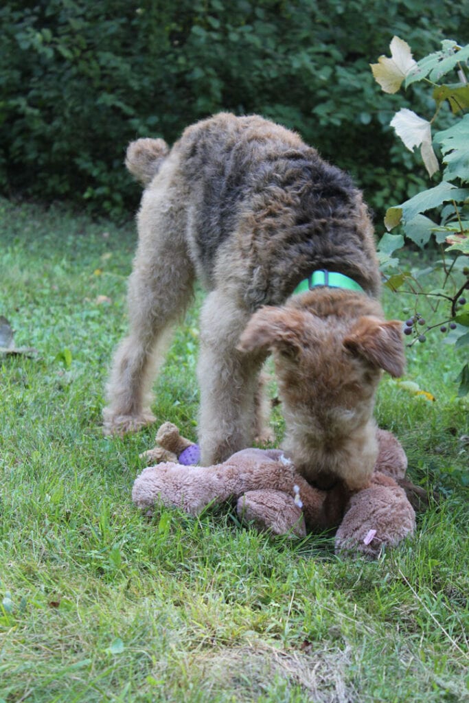 Grace with a stuffed toy