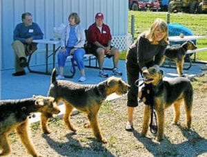 A woman in black smiles as she handles three airedale terriers on leashes at an outdoor event with onlookers seated in the background.