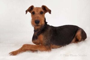 A brown and black terrier dog lying on a white fluffy surface, looking directly at the camera.