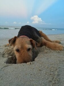 Airedale terrier dog digging a hole in the sand on a beach, with the ocean and a cloudy sky in the background.