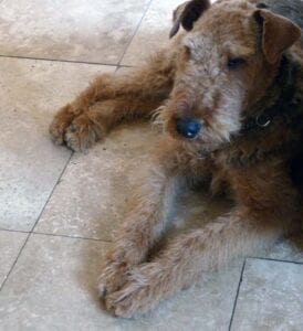 A large brown airedale terrier dog lying on a tiled floor, looking up with a calm expression.