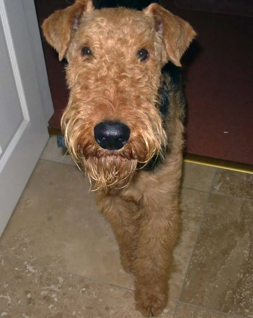 Mac sitting by the door