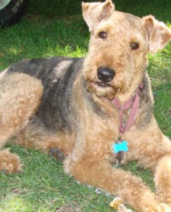Airedale terrier dog with a short beard, lying on grass, wearing a pink collar with a blue tag.