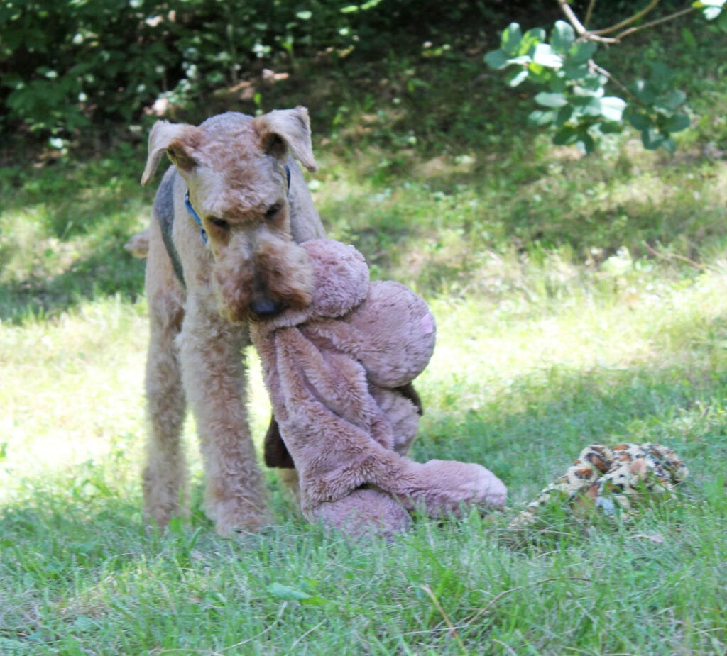 Max carrying a stuffed toy