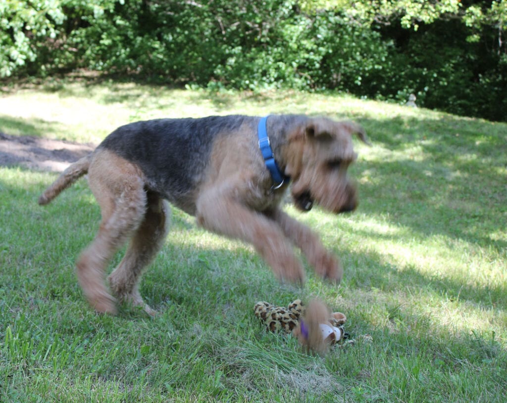 Max playing with a toy