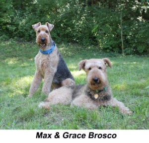 Two airedale terriers sitting on grass in a park, one with a blue collar and the other with a yellow tag, named max and grace brosco.