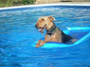 A brown dog wearing a collar sits on a blue float in a swimming pool, happily panting with an open mouth.