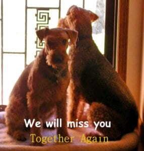 Two airedale terriers wearing hats sit beside a stained glass window, one facing away, with the text "we will miss you together again.