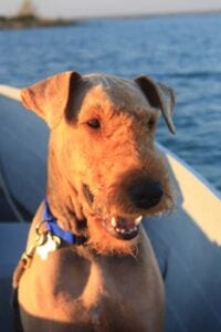 A brown dog with a short coat, wearing a blue harness, sits in a boat with a sunset-lit river in the background.