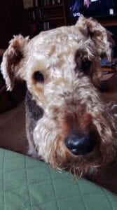 Close-up of a brown airedale terrier dog looking at the camera, with a green couch in the foreground and a blurred tv screen in the background.