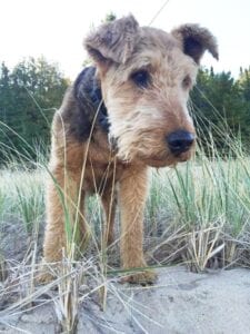 A terrier dog standing in tall grass on a sandy beach, looking intently to the side.