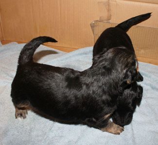 Two black dachshund puppies playing on a light blue towel indoors.