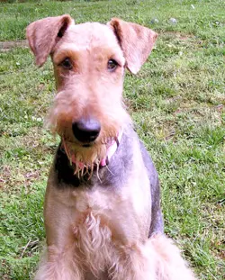 Airedale terrier dog sitting on grass with a slight head tilt, looking directly at the camera.