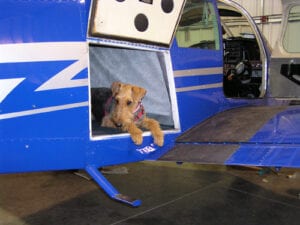 An Airedale terrier (Aggy) in a blue plane